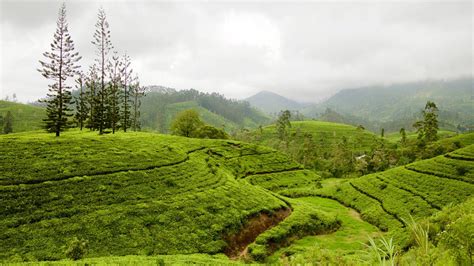 Ella Nuwara Eliya Travel Guide Sri Lanka Tea Tea And Tea