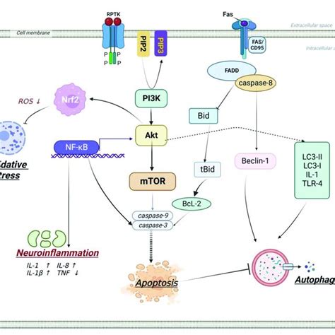 Relationship Between Ischemic Stroke And Apoptosis Inflammation