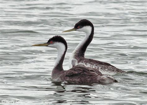 Identification Keys And Tips Western Vs Clark S Grebe Clarks