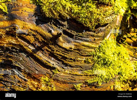 Moss Growing On The Log Of A Felled Tree In A Wood In The Baggeridge