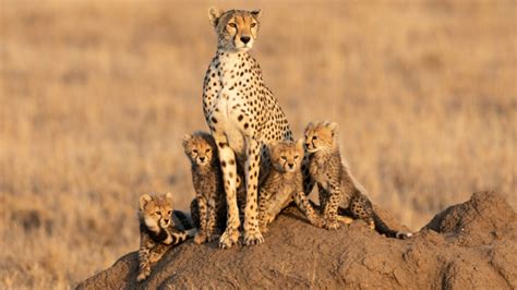 Cheetah Reintroduction In India Detailed Report