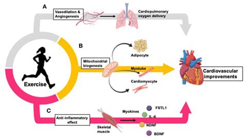 Exercise The Health Mantra Ketogenic Therapy