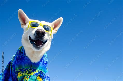 funny smile dog with sunglasses Stock Photo | Adobe Stock