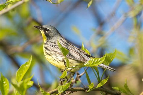 Gray And Yellow Bird Perching On Tree Branch Warbler Setophaga