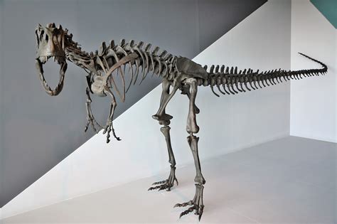 Free Fossil Dinosaur Images Pixabay