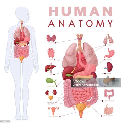 Anatomie Humaine Diagramme De Corps Et Dorganes Féminins Vecteurs