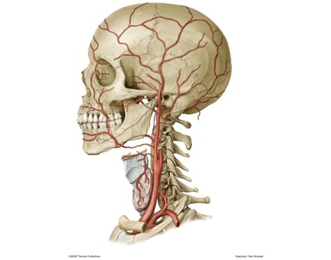 External Carotid Artery Anterior Branches Quiz