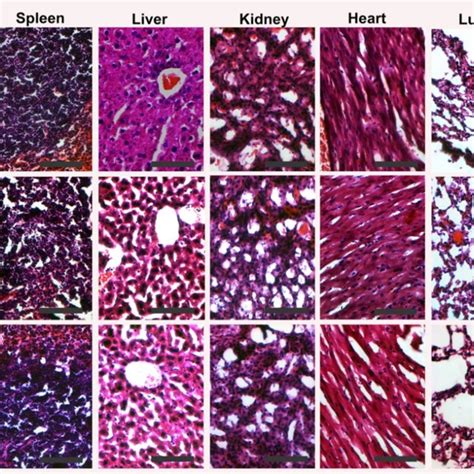 Representative Hematoxylin And Eosin Stainied Micrographs Of The Major