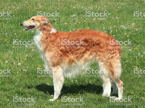 [40+] Borzoi Wallpapers | WallpaperSafari