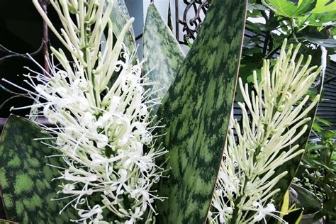 Do Snake Plants Flower? The Surprising Truth About Sansevieria ...
