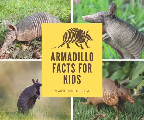 Armadillo Facts for Kids - KonnectHQ