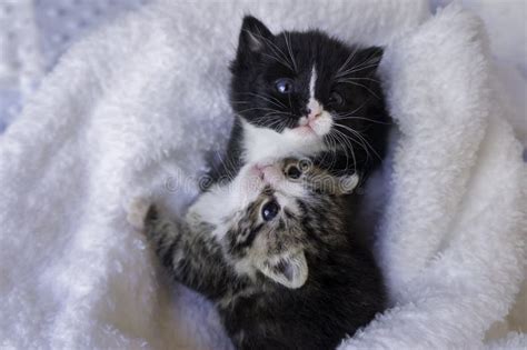 Kittens Snuggling Stock Image Image Of Baby Snuggle 12306831