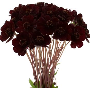 Chocolate Cosmos | Chocolate Cosmos Flower | Chocolate Cosmos Bouquet | Flowers