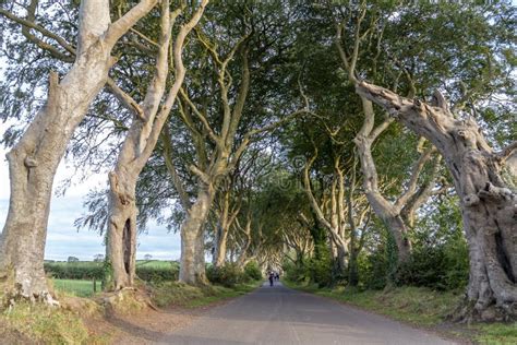 The Dark Hedges Tree Tunnel in Ballymoney, Northern Ireland Stock Photo ...