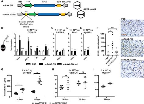 Engineering Adeno Associated Viral Vectors To Evade Innate Immune And