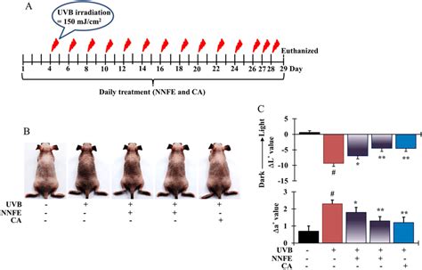 Effects Of Nnfe On Pigmentation Of Mouse Skin Exposed To Uvb A Hrm