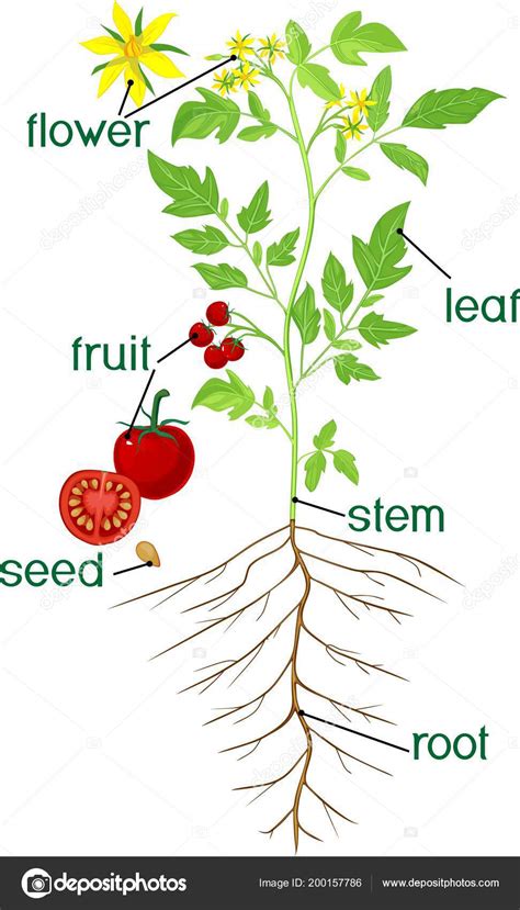 Tomato Plant Parts