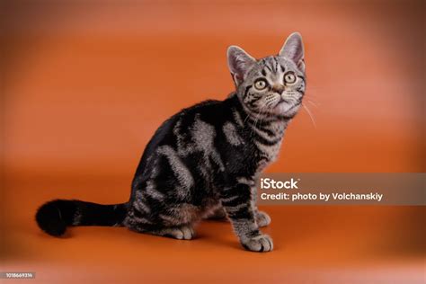 Gato Americano De Pelo Corto Sobre Fondos De Color Foto De Stock Y Más