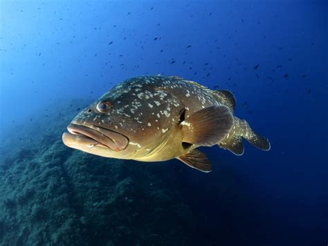 Snorkeling In The National Park