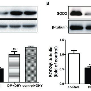 Effects Of DHY On Sirtuin 3 SIRT3 And SOD2 Expression In Thoracic