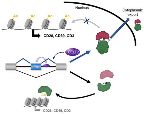 CELF2 Driven AS Of HDAC7 Alters Target Gene Expression By Controlling