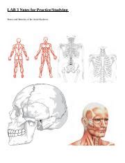 Lab 3 Bones Muscles Docx LAB 3 Notes For Practice Studying Bones And