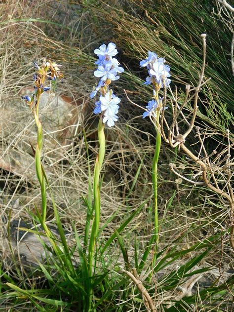 Blue Brilliant From Loerkop Greyton 7233 South Africa On October 15