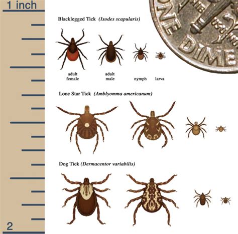 Tick Identification | IDPH