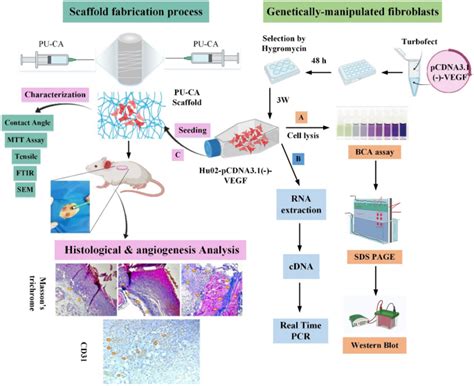 Vegf Scientific Reports X Mol