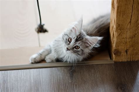 Maine Coon Chaton Caract Ristiques Et Photos