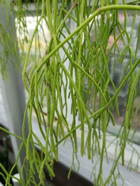 Rhipsalis Campos Portoana Loefgr Flora Mundial Pl Ntnet Identify