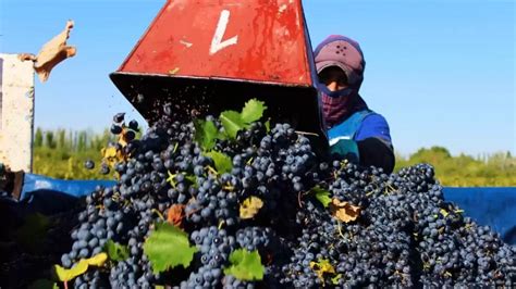 Sergio Massa Anunció Un Dólar Agro A 300 Para La Soja Y Las Economías Regionales Unidiversidad