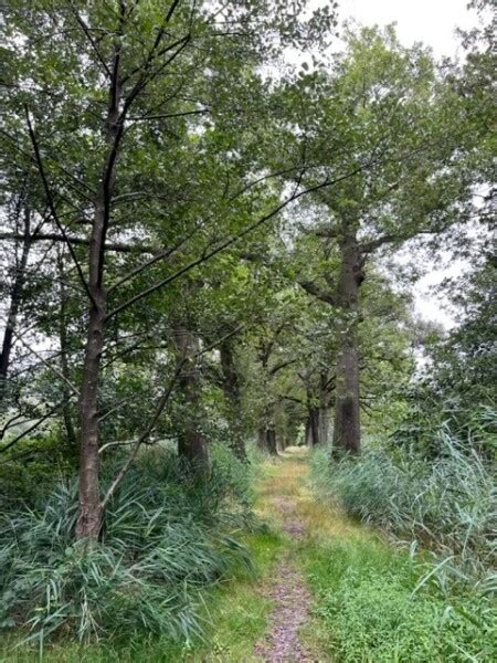 Wandelroute Eckart Ommetje Nuenen Te Noord Brabant