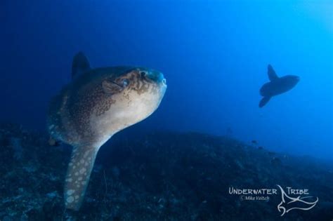 Oceanic Sunfish - Photo of the Day - Underwater Tribe