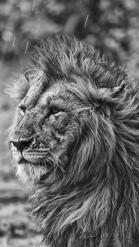 Lion iPhone Wallpaper - WallpaperSafari