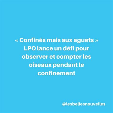 Et Si L On Profitait Du Confinement Pour Observer Les Oiseaux Qui Nous