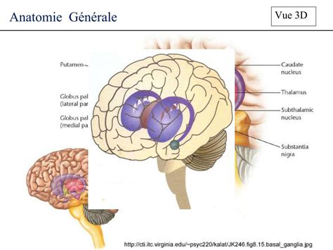 PPT Les Ganglions De La Base Ou Noyaux Gris Centraux PowerPoint