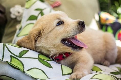 National Golden Retriever Day Is Here Unleash The Joy And Celebrate