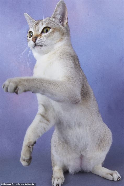 Fox Cat Breed