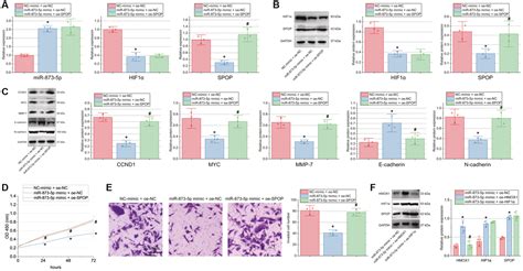 Tumor Suppressive Function And Mechanism Of Mir P In Glioblastoma