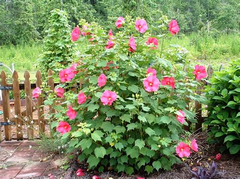 Hibiscus Hibiscus Plant Hibiscus Plant Hibiscus Garden Flower