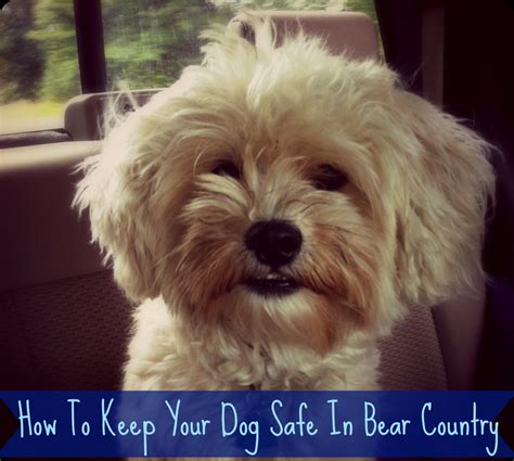 How To Keep Bears Away From Your Dogs