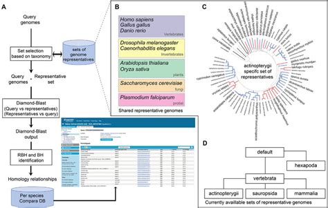 Homology Annotation Pipeline A For Each Query Genome The Pipeline