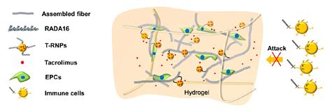 Figure From Sustained Release Of Immunosuppressant By Nanoparticle