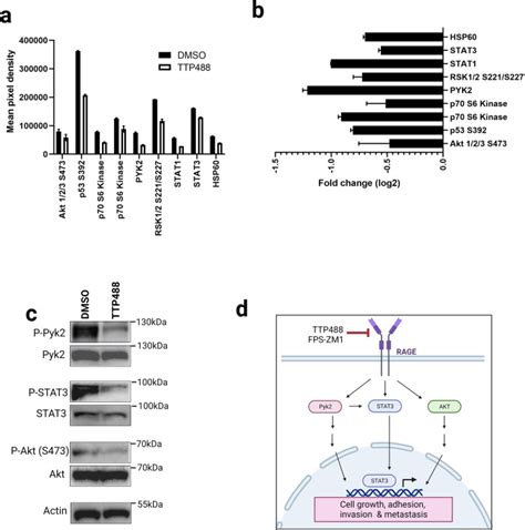 Human Phospho Kinase Array Kit R D Systems Bioz