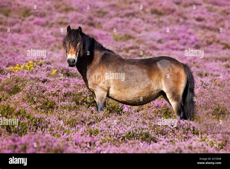 Exmoor Pony Blooming Heather Moorland Exmoor National Park Somerset