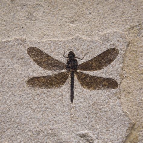 Dragonfly Fossil Free Stock Photo Public Domain Pictures