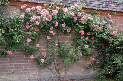 Garden Design Ideas With Climbing Roses