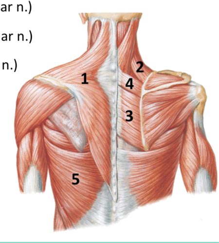 Muscles Connecting The Upper Limb To The Vertebral Column Flashcards Quizlet