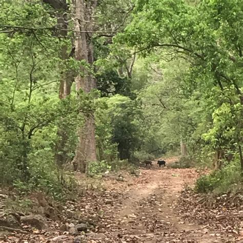 Kalagarh Tiger Reserve Dugadda Qué Saber Antes De Ir